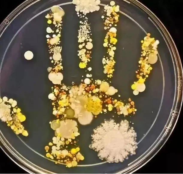 plastic petri dish